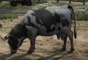 A cow on a farm in Grapeseed.