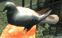 A flying rat in GTA IV.